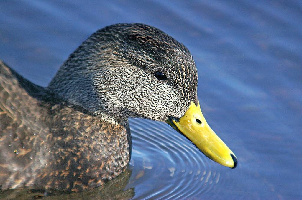 028 - AMERICAN BLACK DUCK (2-6-07) quidi vivi lake, st john's, newfoundland (2) by Sloalan is marked with CC0 1.0.